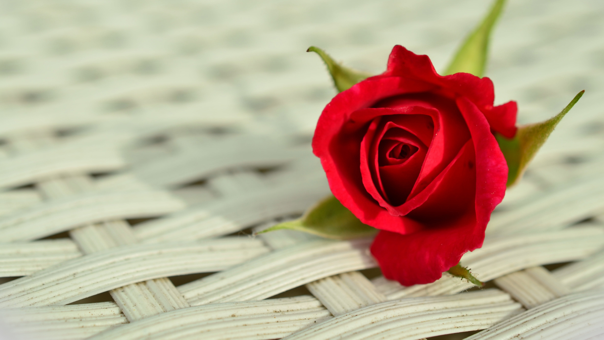 使丹達資訊獻上一朵紅玫瑰